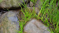 Lilaeopsis occidentalis