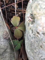 Fragaria virginiana glauca