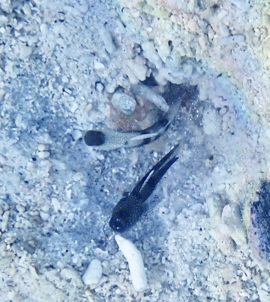 Yellow prawn-goby (Cryptocentrus cinctus) — Gobiidae