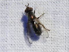 Senopterina foxleei