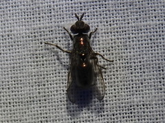 Senopterina foxleei