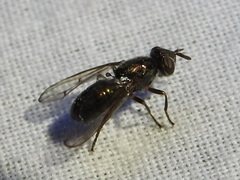 Senopterina foxleei