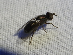 Senopterina foxleei