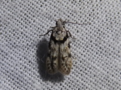 Pseudotelphusa palliderosacella