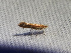 Cameraria quercivorella