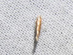 Cameraria quercivorella