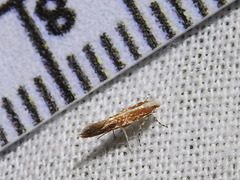 Cameraria quercivorella