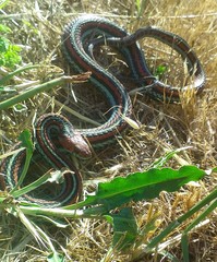 Thamnophis sirtalis tetrataenia
