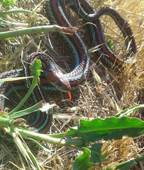 Thamnophis sirtalis tetrataenia
