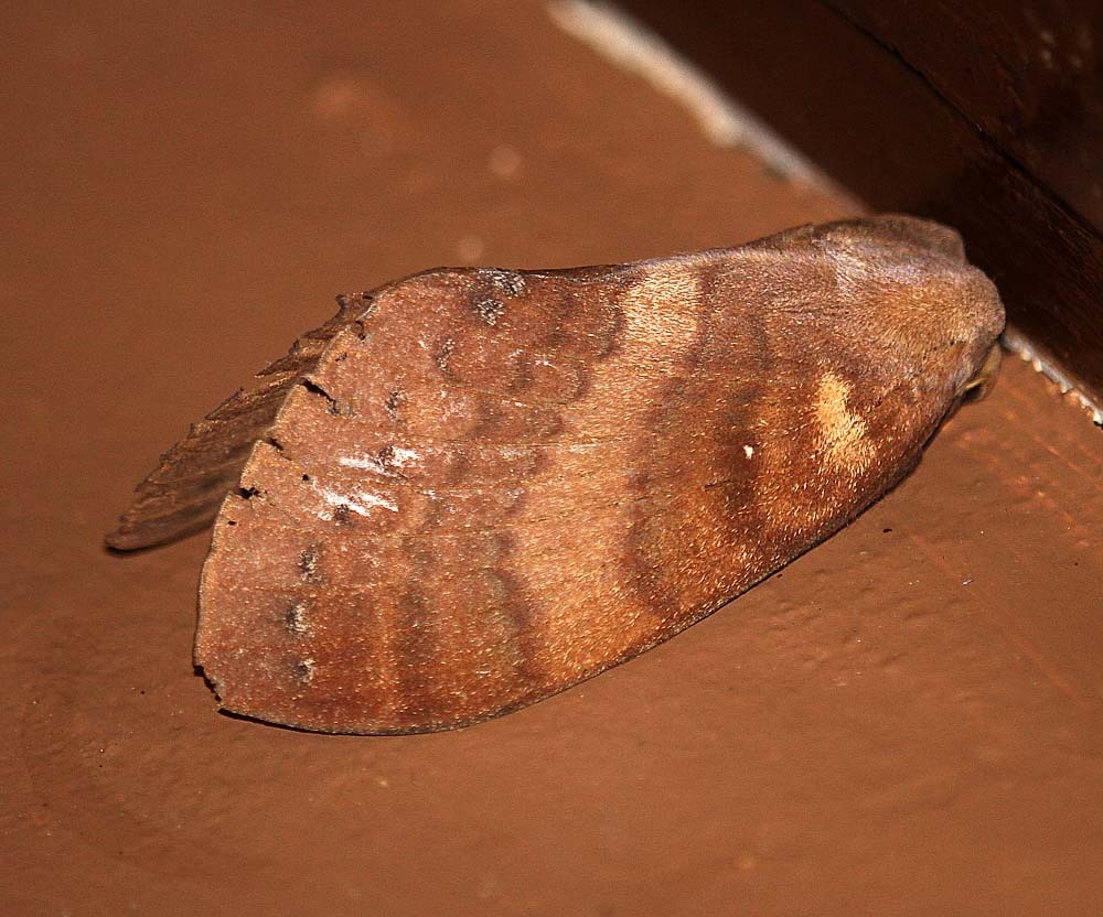 Kunugia latipennis
