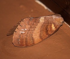Kunugia latipennis