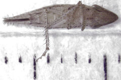 Euacanthella palustris