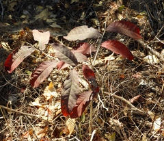 Casearia dolichophylla