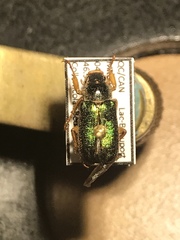 Dichelonyx canadensis