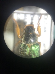 Dichelonyx canadensis