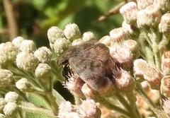 Pellicia dimidiata dimidiata