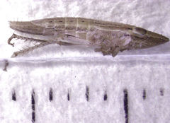 Euacanthella palustris