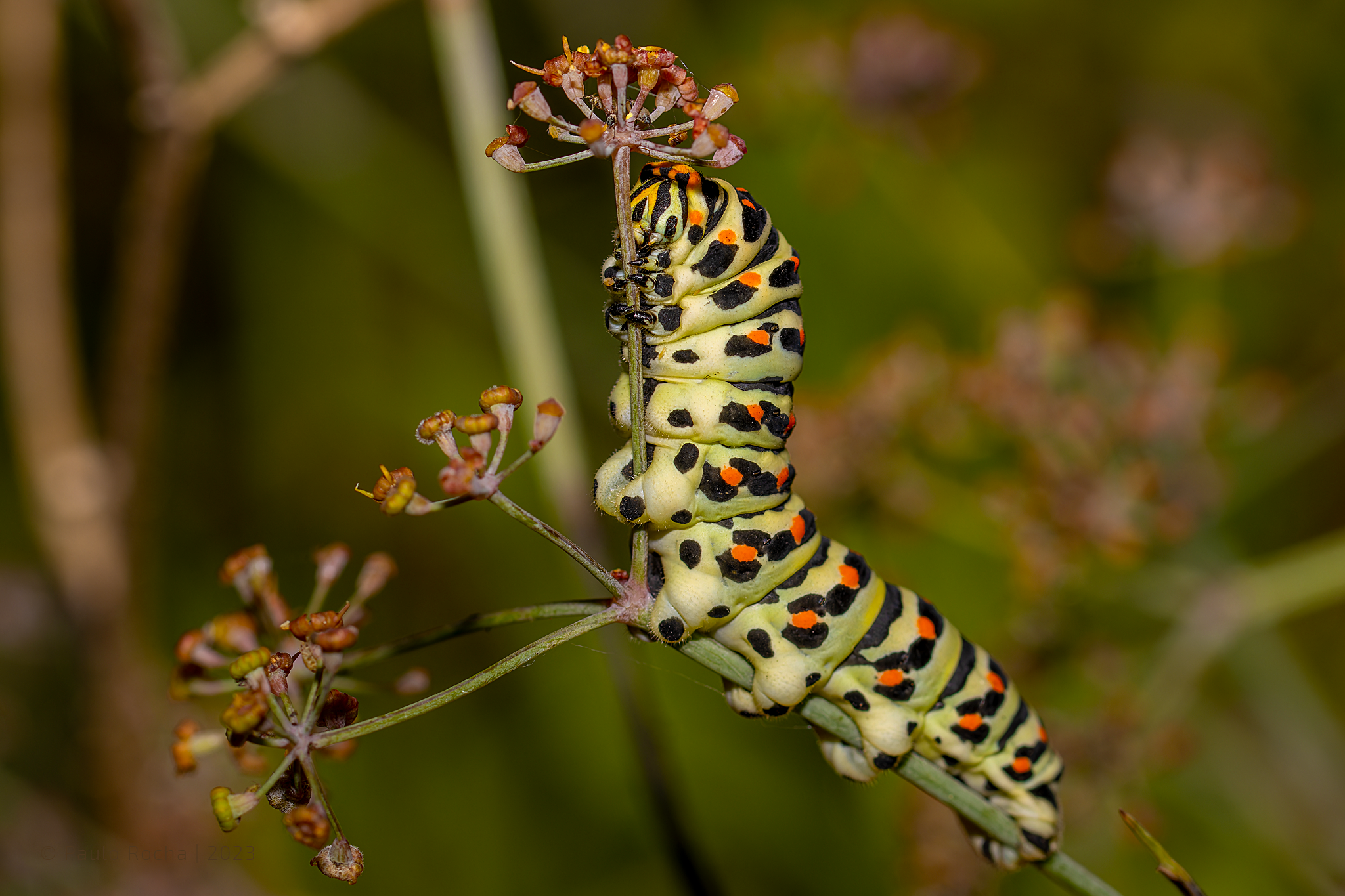 Lagarta de uma Papilio machaon num Foeniculum sanguineum