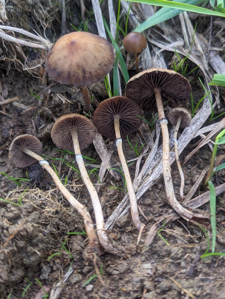 Psilocybe stuntzii in October 2023 by Alan Rockefeller · iNaturalist