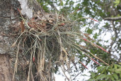 Tillandsia schiedeana