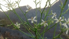 Azadirachta indica