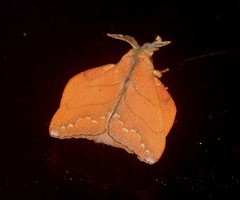 Radhica himerta