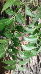 Azadirachta indica