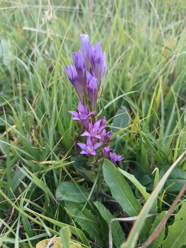 Gentianella praecox, photograph 4