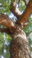 Azadirachta indica