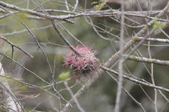 Tillandsia ionantha