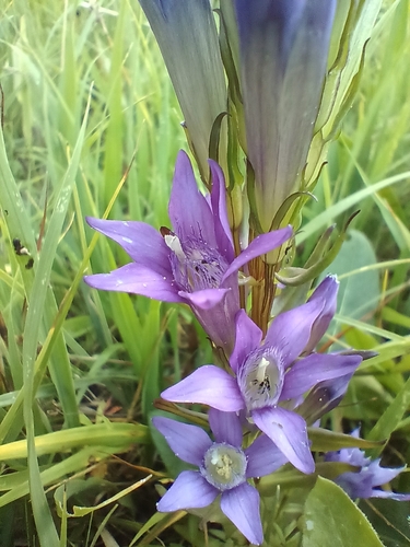 Gentianella praecox, photograph 6