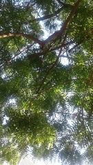Azadirachta indica