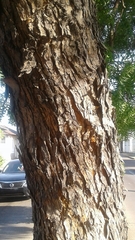 Azadirachta indica