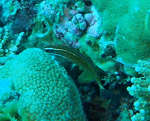 ニシキキュウセン