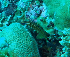 ニシキキュウセン