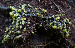 Physarum virescens