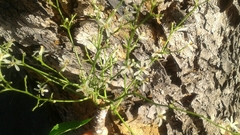 Azadirachta indica