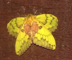 Trabala viridana