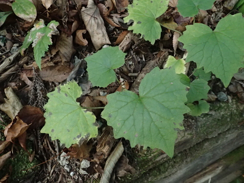 Parasenecio farfarifolius iNat (3)