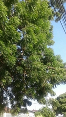 Azadirachta indica