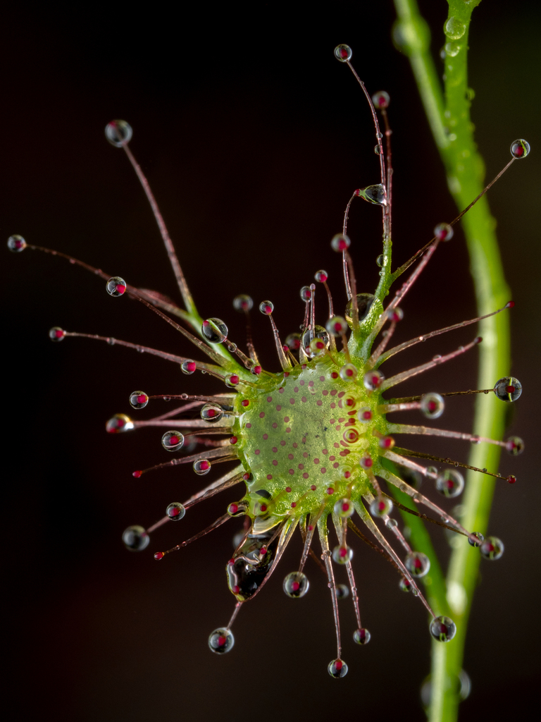 Luniferae