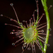 Drosera auriculata - Photo (c) Saryu Mae, μερικά δικαιώματα διατηρούνται (CC BY), uploaded by Saryu Mae