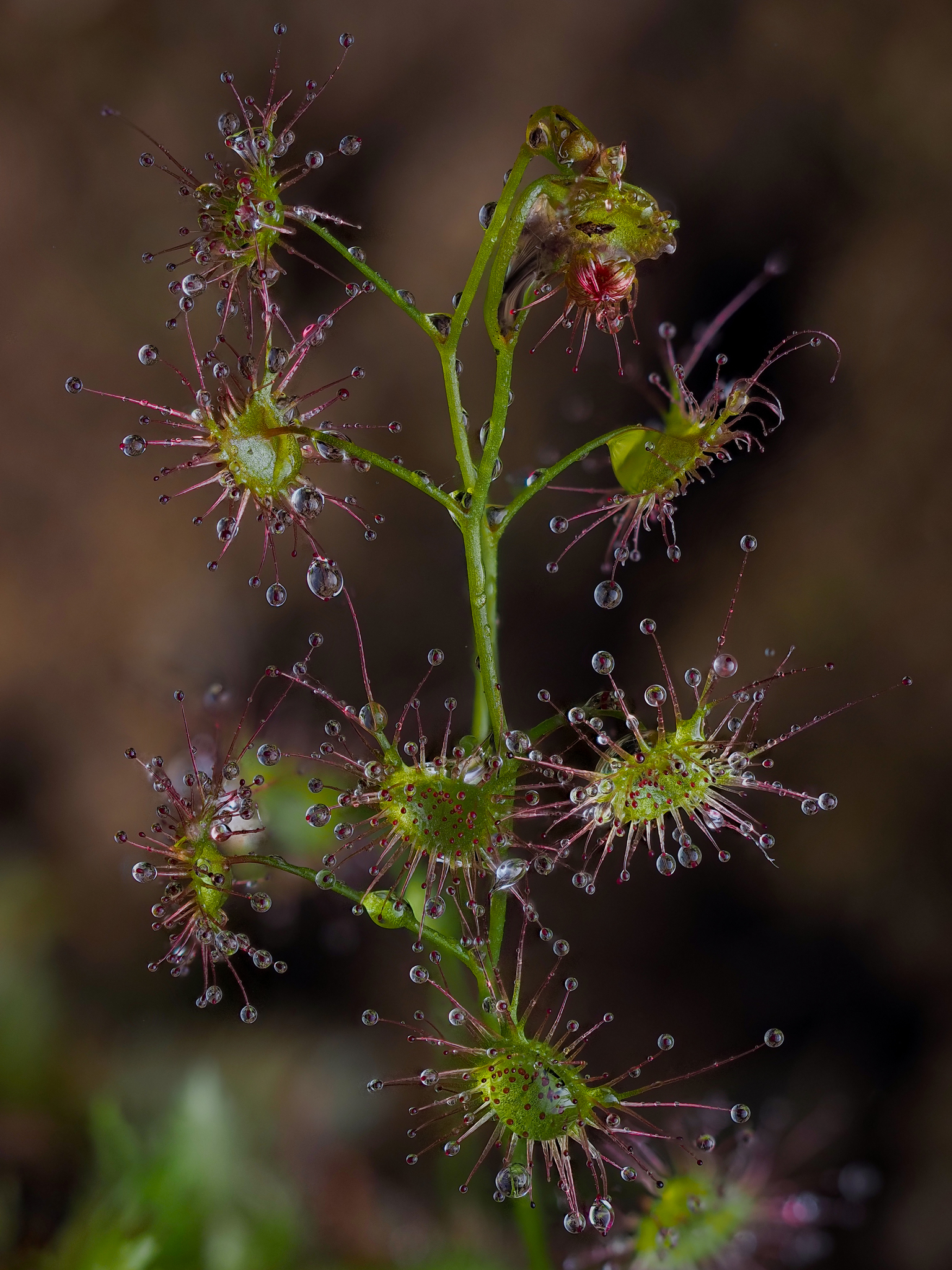Drosera auriculata Backh. ex Planch. 2