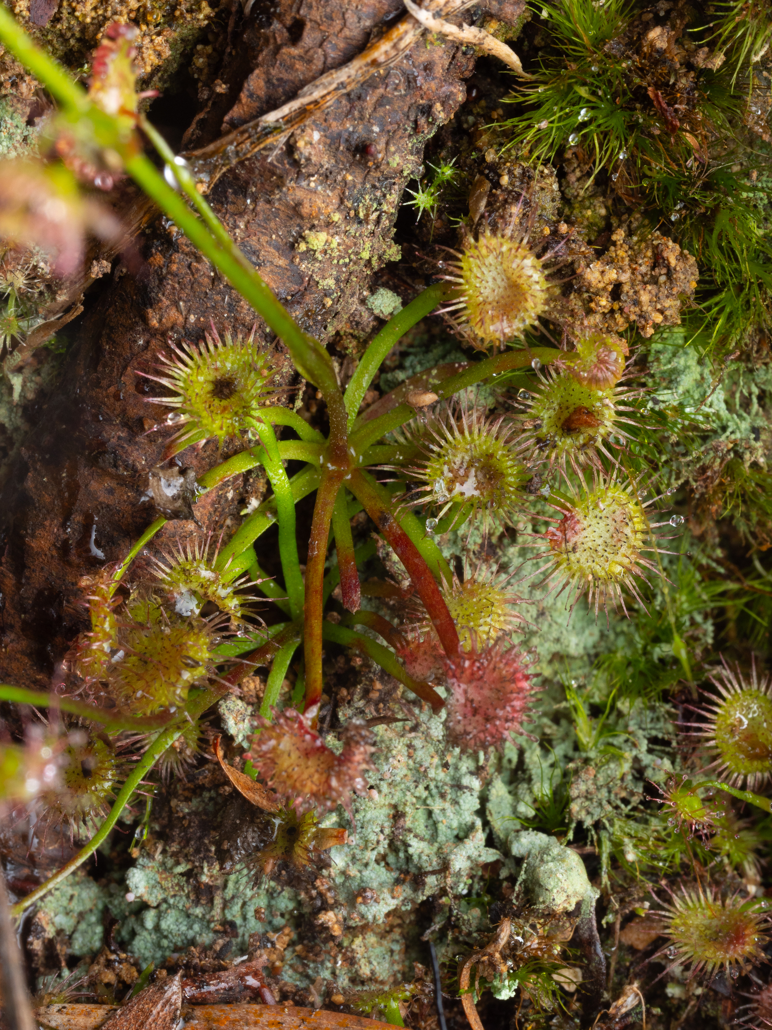 Drosera auriculata Backh. ex Planch. 3