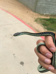 Thamnophis sirtalis annectens