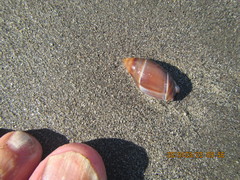 Amalda australis