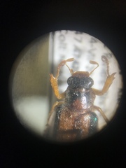 Dichelonyx subvittata