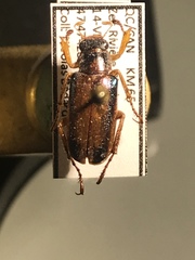 Dichelonyx subvittata