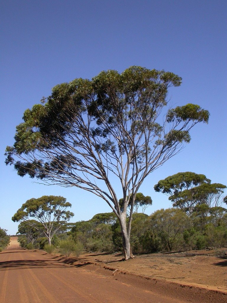 Eucalyptus ornata 3