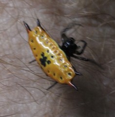 Gasteracantha quadrispinosa